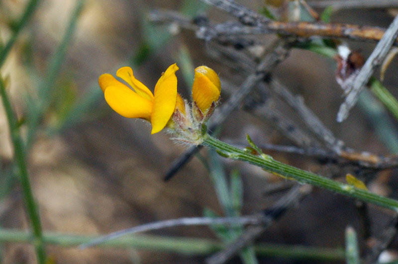 Genista pichisermolliana/ ginestra di Pichi Sermolli